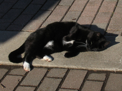 There`s a sign at the park entrance that says NO PETS.  I guess the cat can`t read.