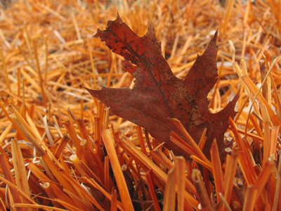 Orange leaf in orange grass -- must be high in Vitamin C.