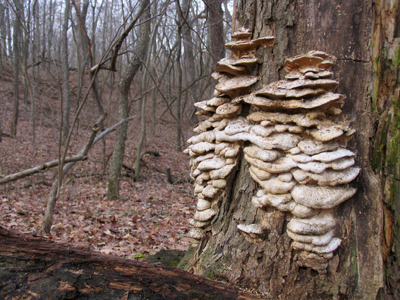 That reminds me:  I should really clean my shower soon.