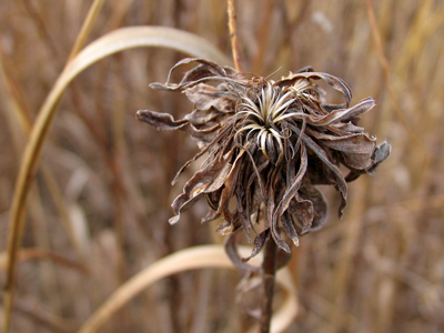 I was wearing a light jacket.  A moth flew by.  The earth is running a fever and there`s little we can do to stop it.