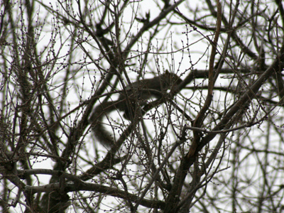 Hopefully it can remember where all the buried nuts are.