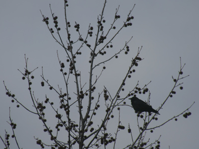 There were hardly any birds visible today.  They probably found a warm place and stayed put.