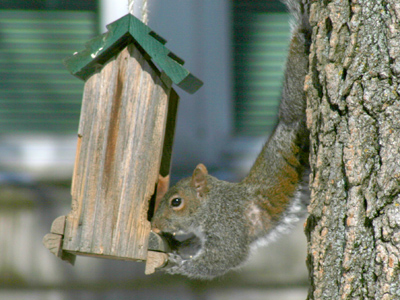 No birdfeeder is squirrel-proof, but this one is too easy.
