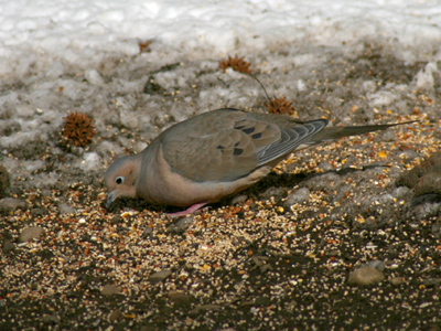 The sloppy squirrel above made it easy for this bird, which is too big to perch on the feeder.