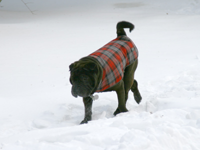You can tell a dog is healthy if it has a shiny coat.