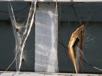 You seed this pod before on January 24, 2007.