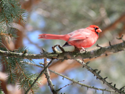 The state bird of Ohio.