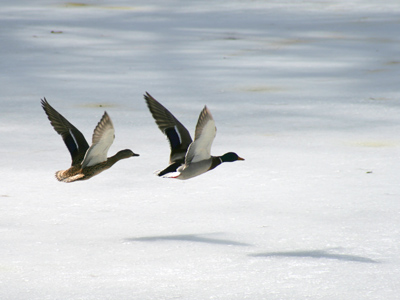 Why I eat lunch in seven minutes and then go outside with my camera.