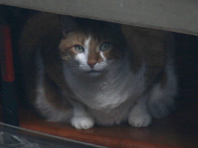 I wasn`t the only one watching for birds from a window.