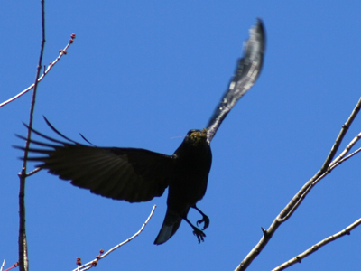 Adam`s daily bird picture.