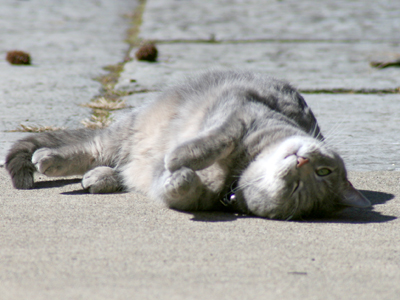 Adam`s daily cat picture.