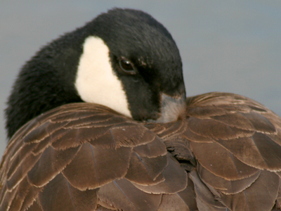 Ashamed of his beak.