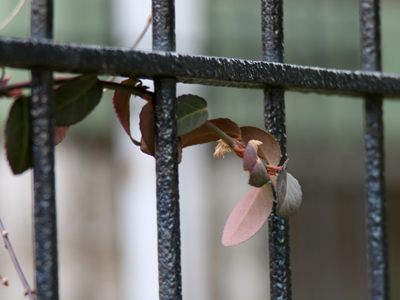 Walks through the neighborhood are much more pleasant now that there isn`t ice on the sidewalks.