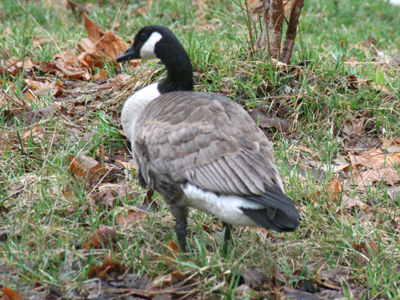 Roadside goose.  Don`t mind me . . . I`m just trying the thing out on the way back from the camera store.
