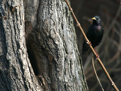 The trouble with finding the perfect nesting spot is that you have to defend it.