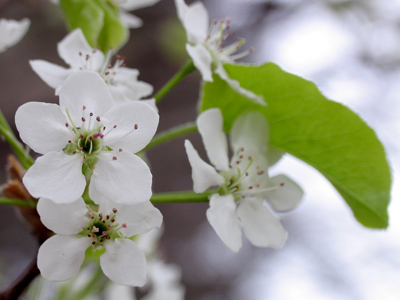 Trees ready for bees.
