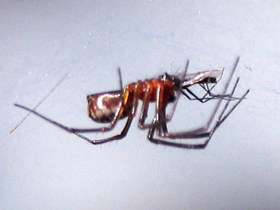 Don`t get squeamish.  It`s the same thing we do to chickens, cows and pigs.