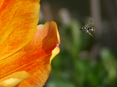 The early bee gets the pollen.