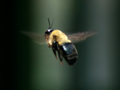 Bee in need of a flower.