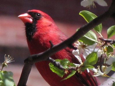 Today began Spring, Part II.