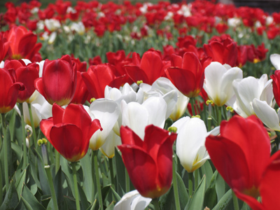 I tiptoed through them later.