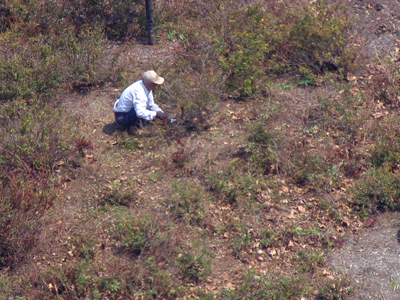 Concealed by the dense brush, the aboriginal hunter awaits the wildebeest upon which his village depends.