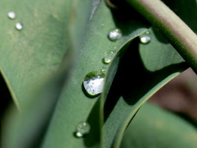 The first drops-on-leaf picture of the year.  Expect more.