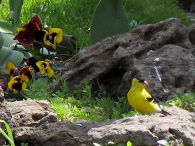 I`d love to shoot a dove, but will take a finch in a pinch.