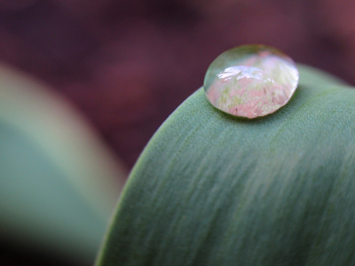 After work I got ready to walk the neighborhood taking pictures, but I never made it out of the tiny backyard.