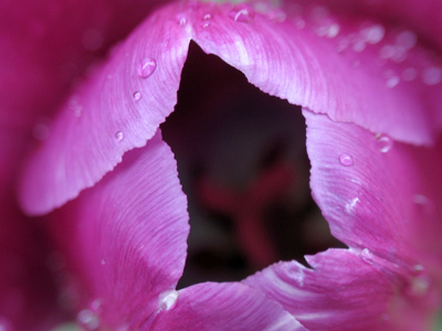 The Mouth of the Tulip, or Homage to Georgia O`Keefe.