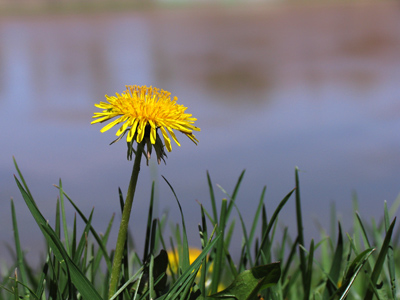 Dandelion and infinity.