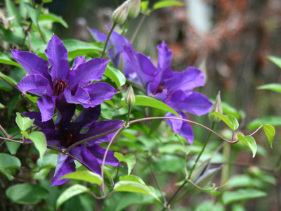 If I hadn`t pulled over to capture the solitary iris, I wouldn`t have noticed this ostentatious clematis.