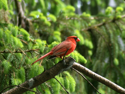 I was just going for a walk around the corner.  No reason to bring my camera, right?
