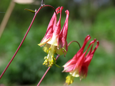 In the lovely month of May, when all the buds were blooming, love blossomed in my heart. HEINRICH HEINE