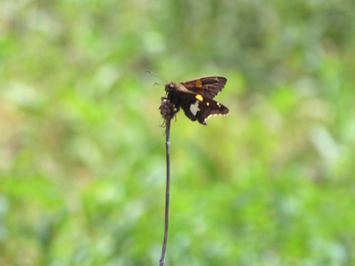 You may choose to believe me or not, but I actually waited for a butterfly to land on this stalk and one kindly did.