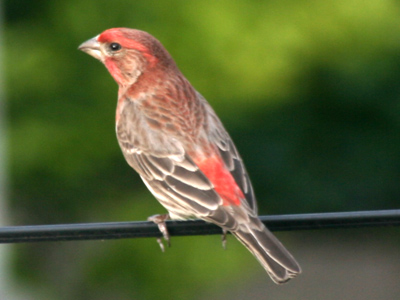 Which of you good people out there in Internet-land wants to tell me what kind of bird this is? [The National Audubon Society replied on June 14:  house finch]