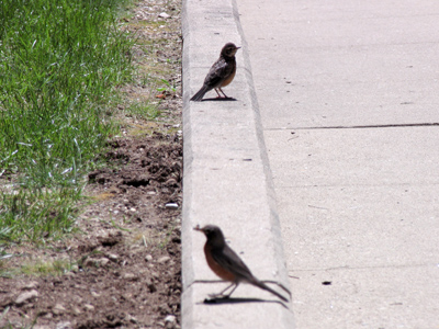 Today was a fowl day.