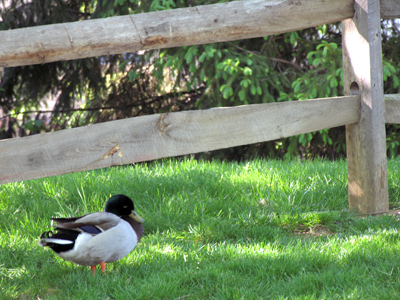 It`s easy to get under the fence if you duck.