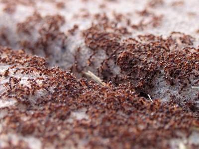 Though the honeybees are dying out, there seems to be plenty of ants.  If only they could pollenate.