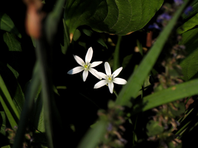 I noticed this couple together in the park.