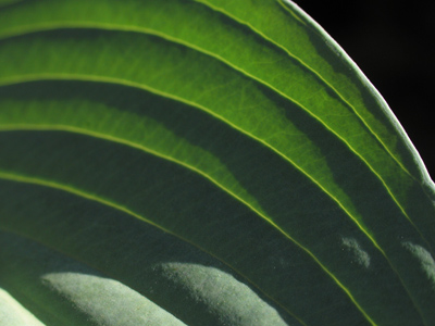 Update:  chlorophyll still works.