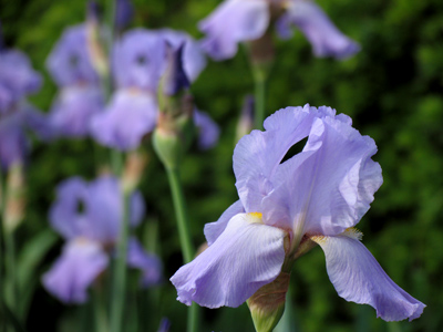 Somebody plants these.  I am indebted to that person.