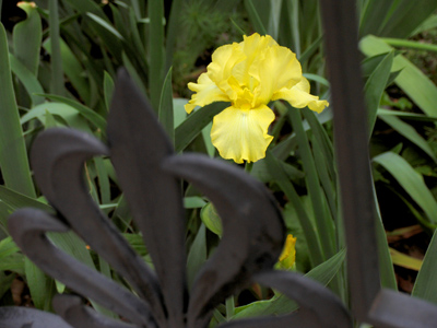 Fleur-de-lis, avec fleur.