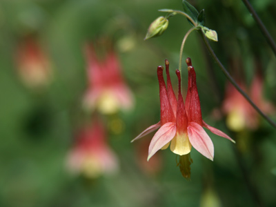 Today was the first time I took both my cameras with me and experimented to see which gave the better results.