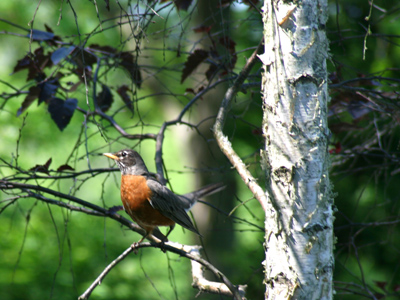 There`ll be no more sobbin` when he`s done throbbin` his song.