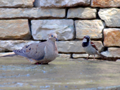 Birds of different feathers bathe together.  Hey -- what kind of soap does the bird on the left use?  Give up?  Dove!