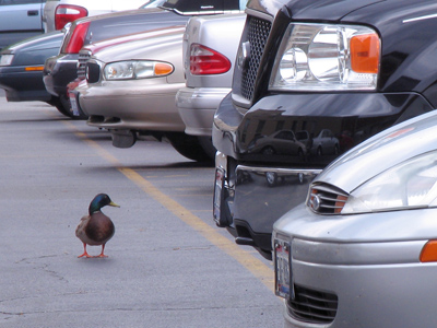 `Where did I PARK?!`