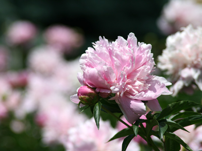 They keep going, and going, and going . . . 