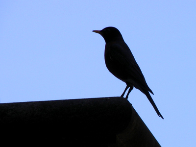 There was no worm dangling from its mouth, but still it`s a nice picture.