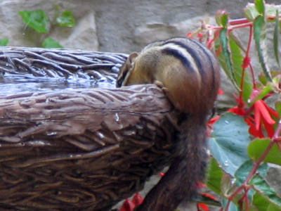After raiding the bird feeder, it`s only right that it raids the birdbath too.